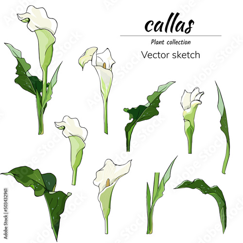 Set of calla flowers cut out on a white background, vector floral illustration for postcards, design banners