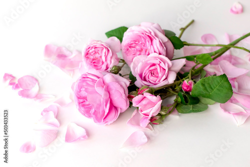 pink rose with petals.Isolated on white background.Beautiful floral card.Tea Rose.