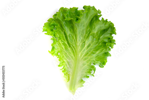 Green lettuce leaf isolated on white background