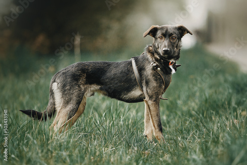 Fotografie, Obraz spring beautiful pictures of mongrel dogs
