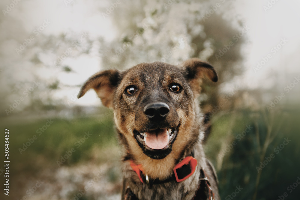 spring beautiful pictures of mongrel dogs spring beautiful pictures of mongrel dogs
