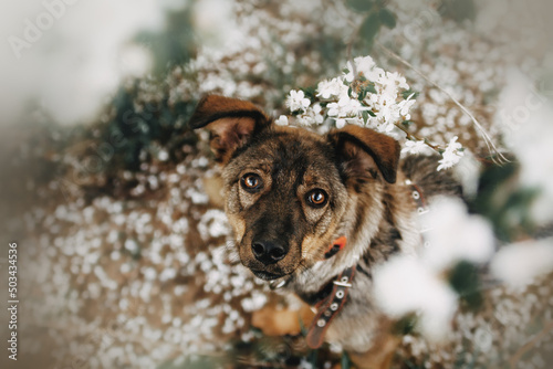 Fotografia spring beautiful pictures of mongrel dogs