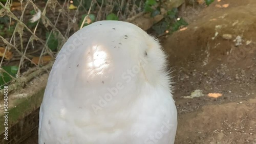 Harfang des neiges photo