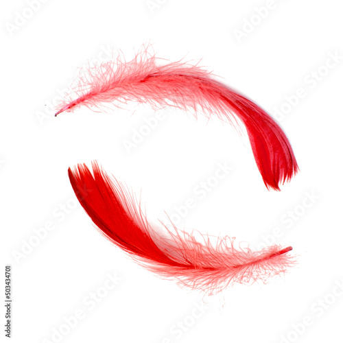 Elegant two bird feathers red color isolated on the white background