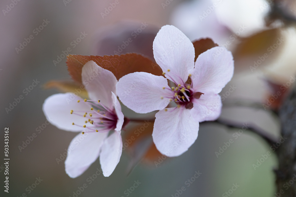 Fototapeta premium Small white flowers, cherry blossoms, macro photo