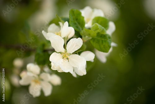 Small white flowers on a green blurred background