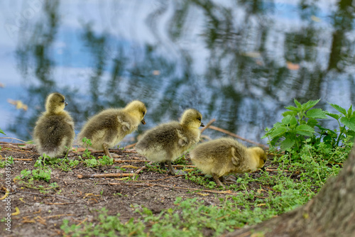 Newborn goslings on the waterfront photo