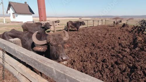 Farm buffalo chewing in the village