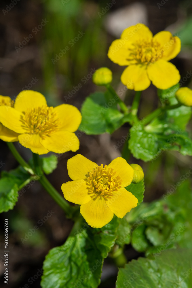 Beautiful yellow flowers of Caltha palustris on a background of green leaves. Kaluzhnitsa bolotnaya closeup Beautiful yellow flowers of Caltha palustris on a background of green leaves. Kaluzhnitsa bolotnaya closeup