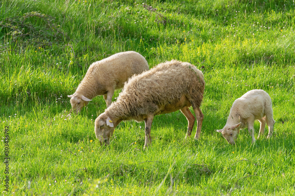 Obraz premium Three sheep of different ages