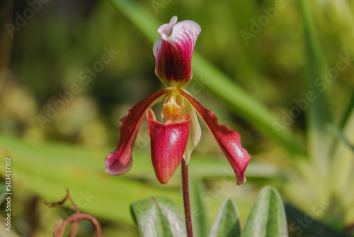 Orchid flower blooming close up in garden
