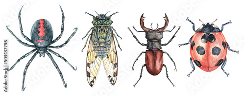 Watercolor Bugs Life Collection set. Art insects Cicada, Beetle, Black widow spider and Ladybug watercolor clipping path isolated on white background. 