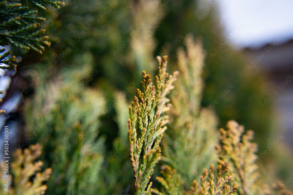 The green and yellow branch. The green and yellow colored branch with the tiny leaves. Horizontal close-up shot. False arborvitae. Thuja occidentalis, northern white cedar, eastern white cedar