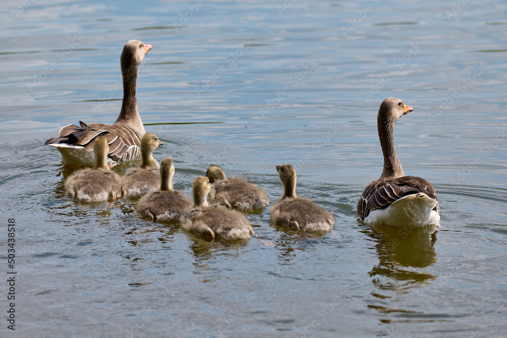 Newborn goslings and geese on the lake