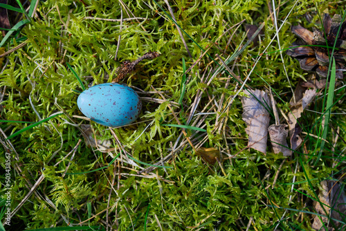 Niebieskie nakrapiane jajko wypadło z ptasiego gniazda. Leży na zielonym miękkim mchu w lesie. 
