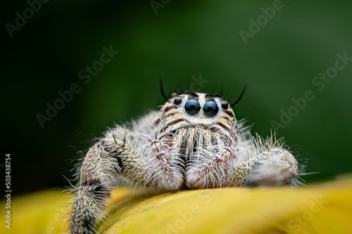 Macro photo ,Jumping spider on a green leaf