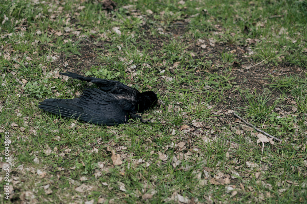 Fototapeta premium The carcass of a crow