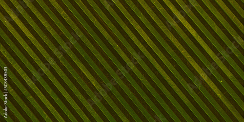 abstract background. striped texture