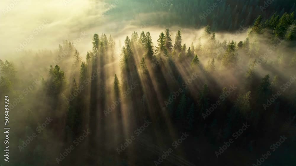 Morning sun breaks through the trees in misty forest. Aerial shot of sun rays in fir tree forest.