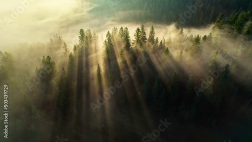 Morning sun breaks through the trees in misty forest. Aerial shot of sun rays in fir tree forest.