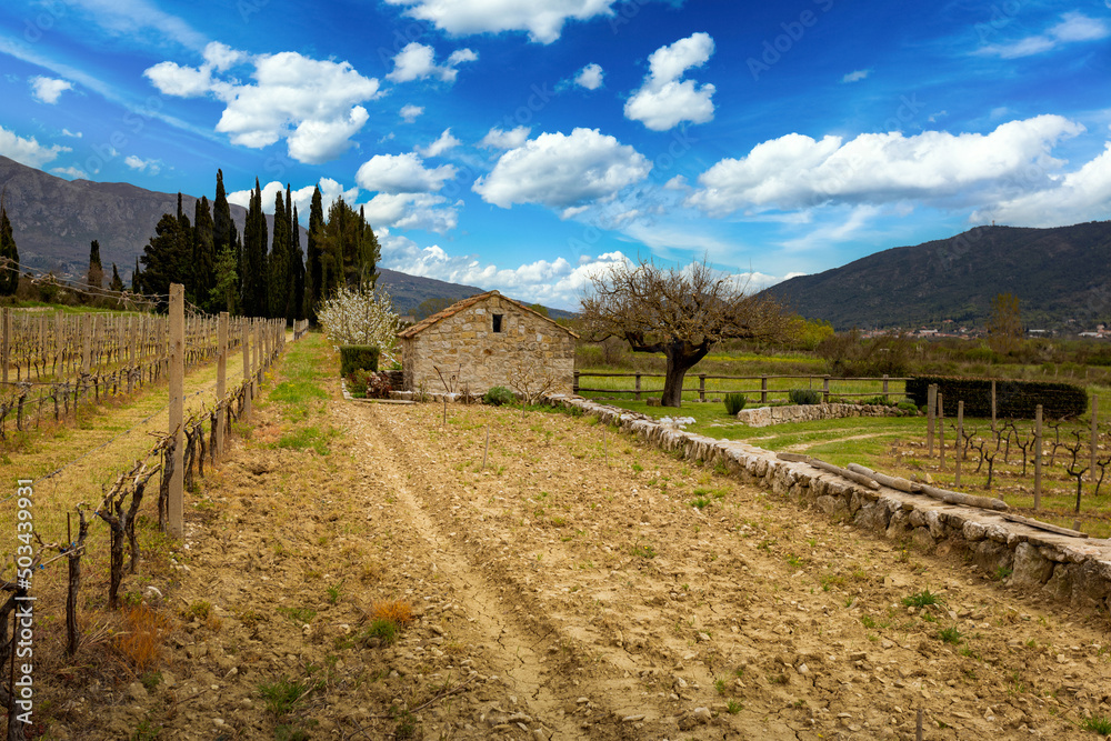 Old stone farm barn in spring vineyard. Adriatic agriculture. Europe.