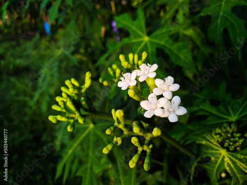 Cnidoscolus Aconitifolius flowers in the garden