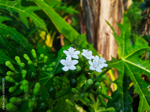 Cnidoscolus Aconitifolius flowers in the garden