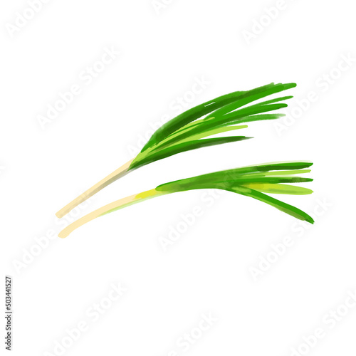 Green onion illustration isolated on white background