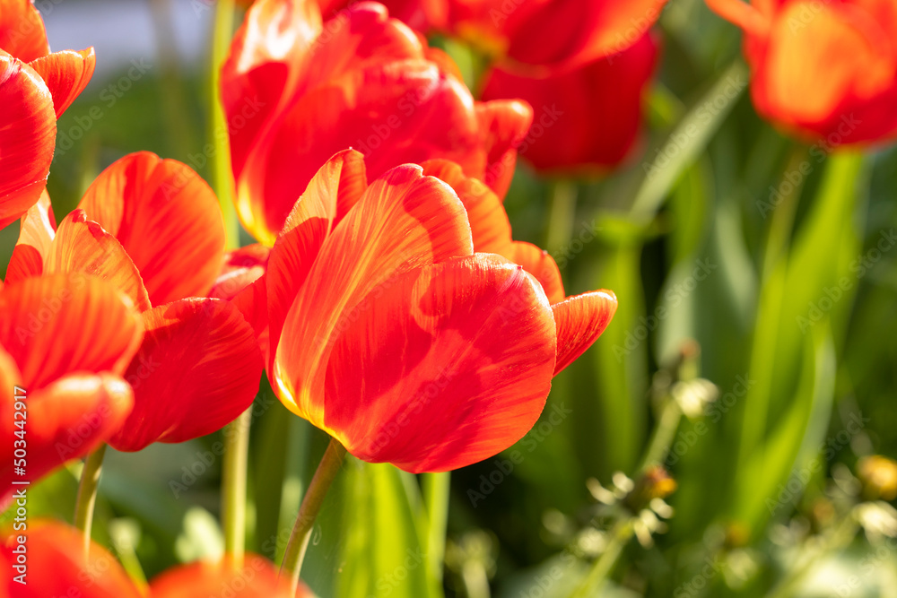 Beautiful view of red tulips under sunlight landscape at the middle of spring or summer