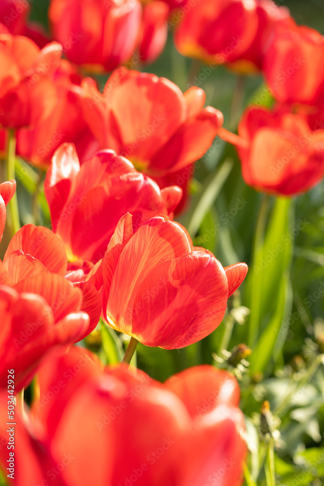 Beautiful view of red tulips under sunlight landscape at the middle of spring or summer Beautiful view of red tulips under sunlight landscape at the middle of spring or summer