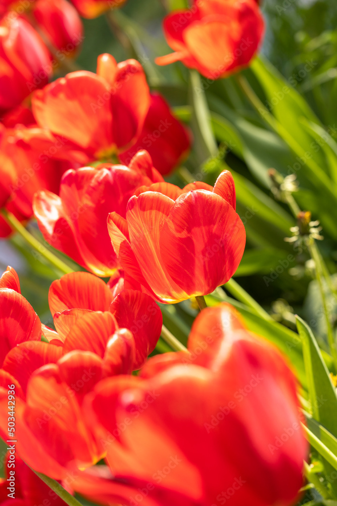 Beautiful view of red tulips under sunlight landscape at the middle of spring or summer