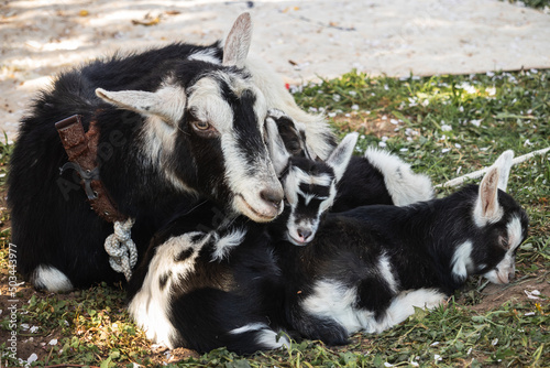 black and white goat and goat kids