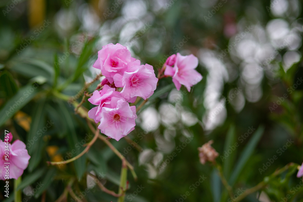Beautiful background of flowers. Delicate pink flowers for the screensaver. Screensaver on the phone Beautiful background of flowers. Delicate pink flowers for the screensaver. Screensaver on the phone