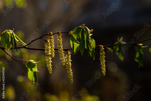 Alder branch illuminated by a sunbeam.