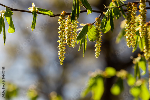 Alder branch illuminated by a sunbeam.