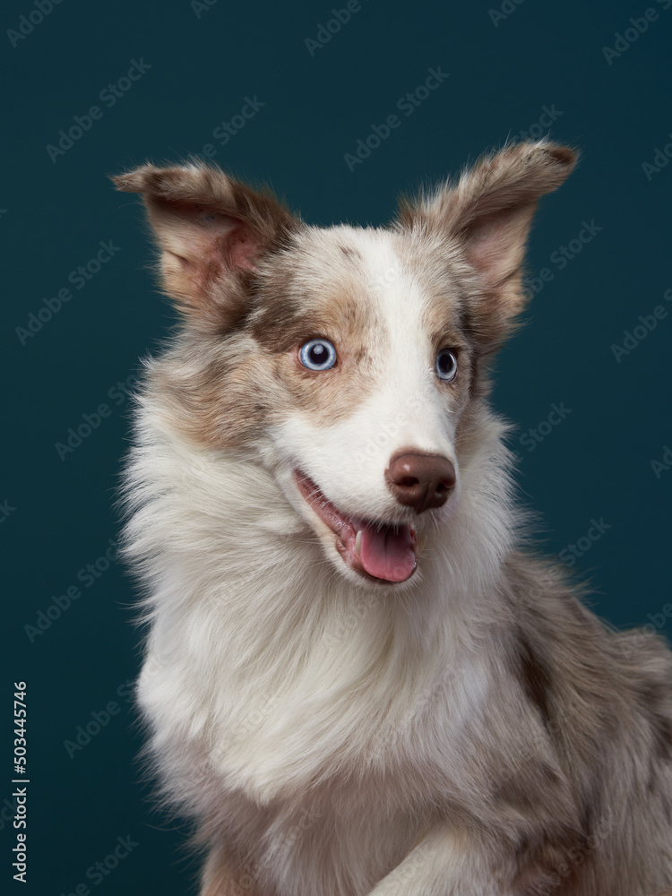 portrait of a dog on a blue background. marble puppy border collie in studio