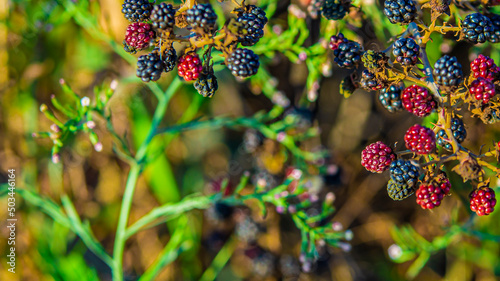 Bunch of blackberries growing in the forest