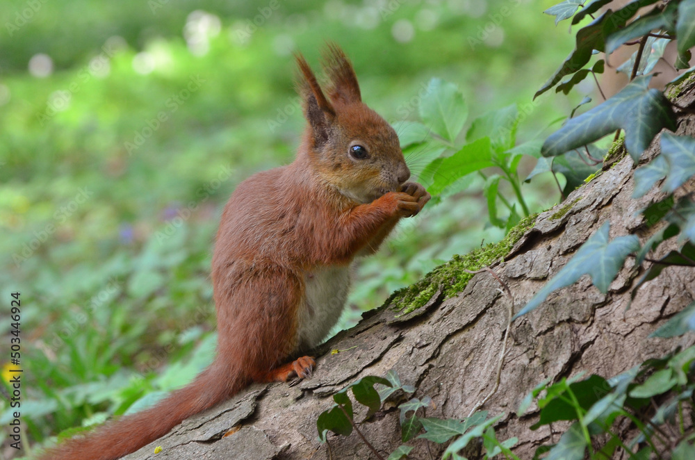 Red cute squirrel sits at the bottom of a tree trunk and eats something against green spring blurred background. Portrait of the squirrel . Wild squirrel close up concept. Red cute squirrel sits at the bottom of a tree trunk and eats something against green spring blurred background. Portrait of the squirrel . Wild squirrel close up concept.
