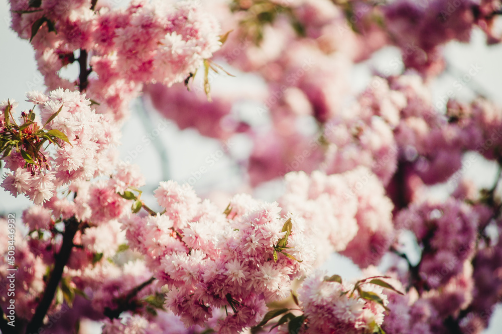 japanese cherry blossom for background close up japanese cherry blossom for background close up