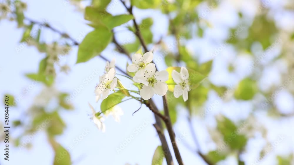 梨の花のアップ 梨の花のアップ