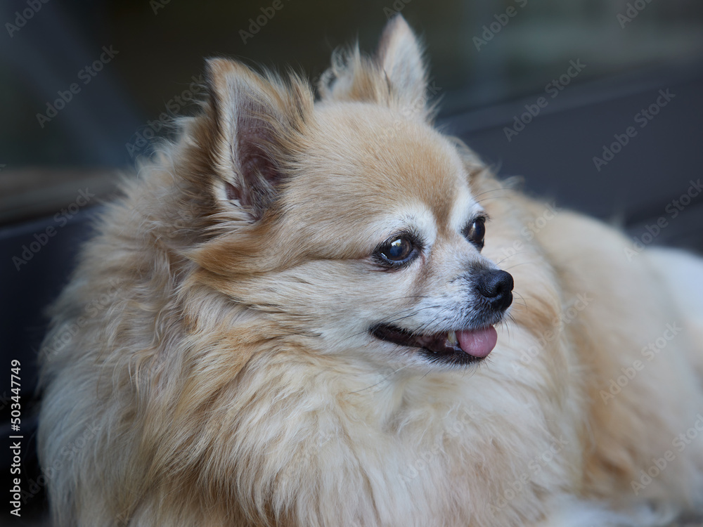 Head shot of long haired female chihuahua Head shot of long haired female chihuahua