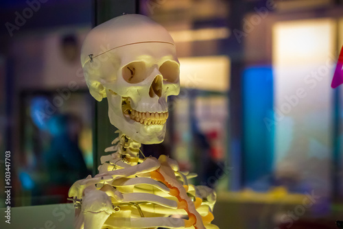 Canvas Print Medical human skeleton model in the Science Museum, London