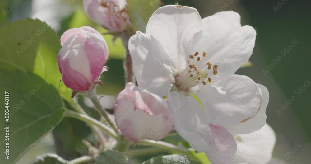 Spring time. Blossoming branches of an apple tree. Spring time. Blossoming branches of an apple tree.