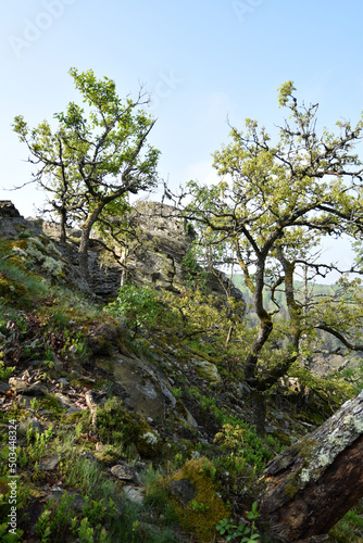 Felslandschaft im Nationalpark Hunsrück-Hochwald
