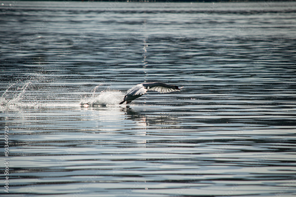 Naklejka premium swan flying lake leman sunrise in Geneva Switzerland