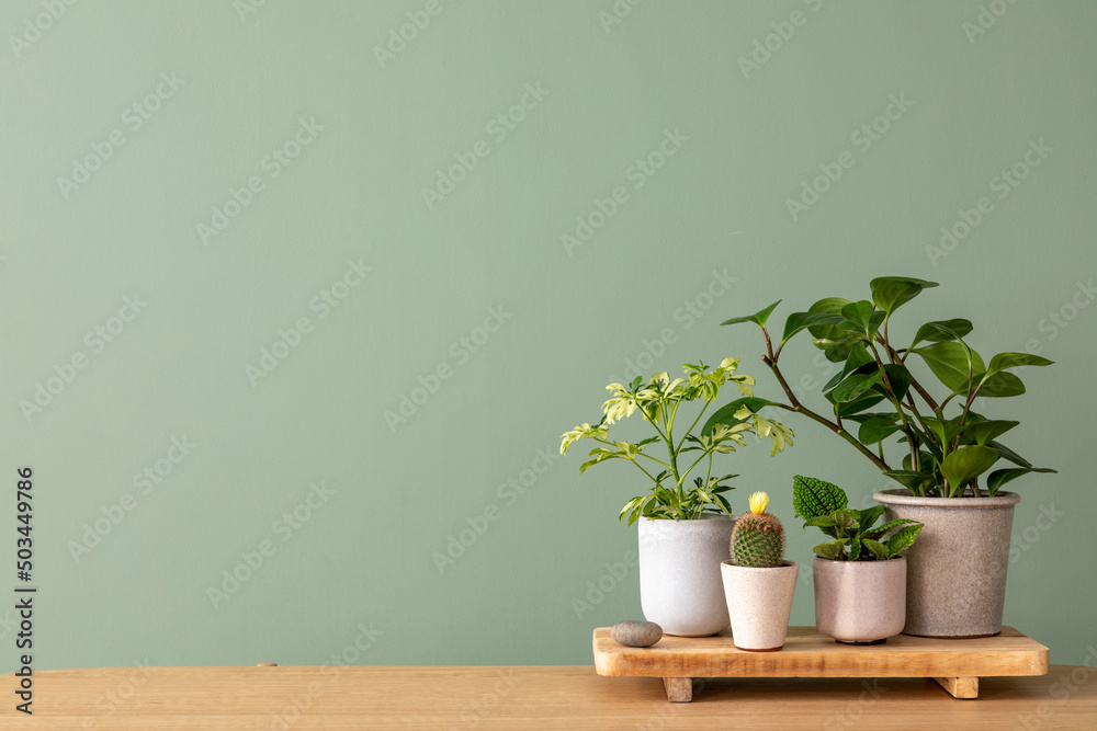 Creative composition of botanic home interior design with lots of plants in designed pots and accessories on the chest of drawers. Green wall. copy space. Nature and plants love concepts - obrazy, fototapety, plakaty 