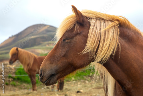 Icelandic horse on the background of a mountainous volcanic landscape. Iceland. tourism and nature
