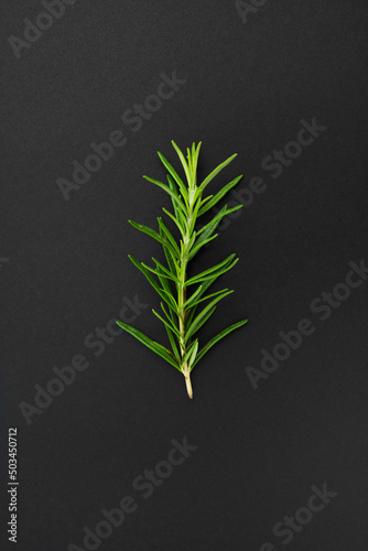 Rosemary on the black background