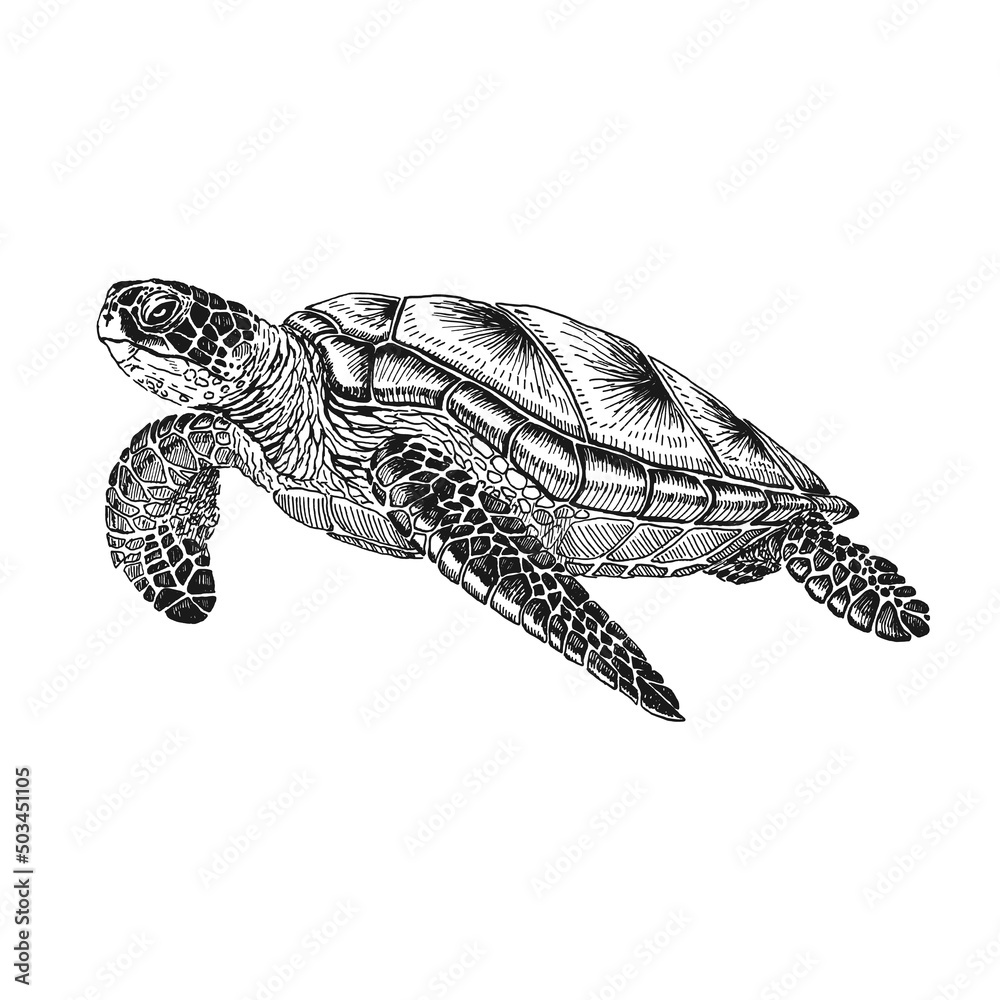 Obraz premium Sea turtle. Hand drawn illustration converted to vector. Vector with animal underwater.