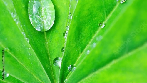 Drops on a green leaf. Reflection in a drop. Macro photo. Large drops of dew. Raindrops on green leaves. Water drops. 